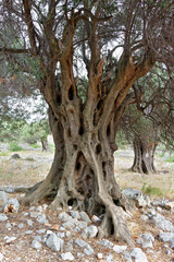 Stare drzewa oliwne na wyspie Pag - obrazy, fototapety, plakaty