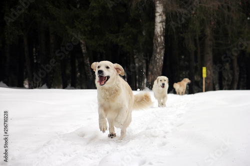 Beautiful Dogs White Golden Retrievers Running On Us Through