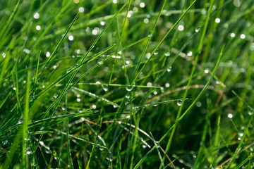 macro green grass with dew drops water
