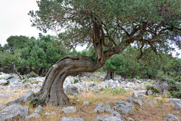 Stare drzewa oliwne na wyspie Pag