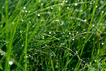 Fototapeta na wymiar macro green grass with dew drops water