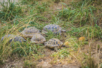Familie of turtles outdoors, selective focus