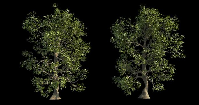 4k footage collection of windy tree for architectural visualization with cutout mask