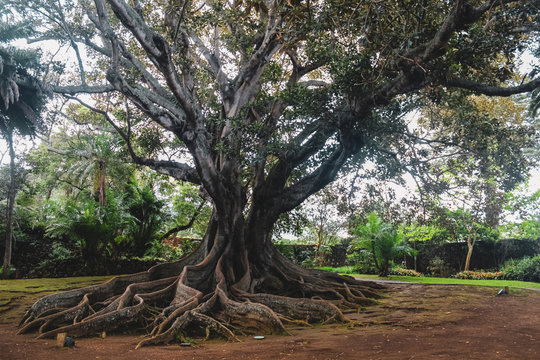 Ficus macrophylla, commonly known as the Moreton Bay fig or Australian banyan is an enormous tree with roots hanging out