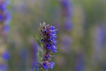 Hyssop flowers (Hyssopus officinalis)