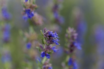 Hyssop flowers (Hyssopus officinalis)