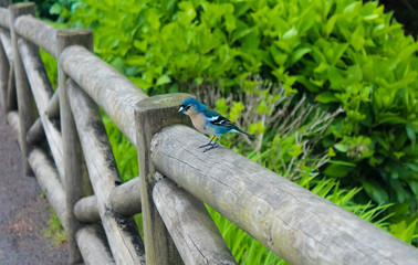 Beautiful blue and yellow Chaffinch from the island of S. Miguel, Azores, Portugal
