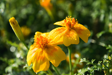 yellow flowers on a green background