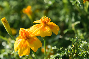 yellow flowers on a green background