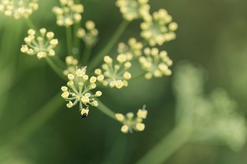 Macro photo of flowers of Ferula assa foetida