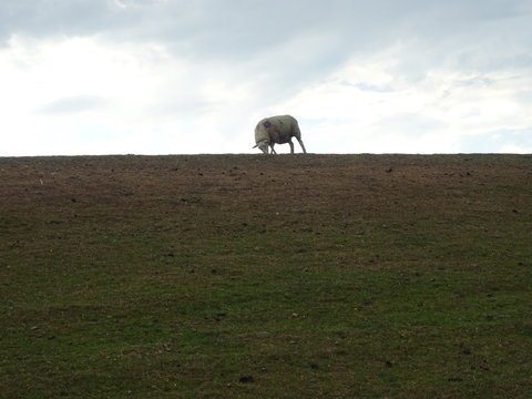 Deichschafe