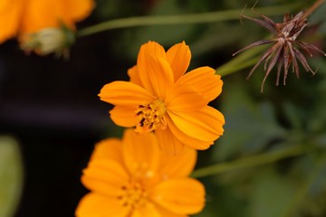 Flower of a sulfur cosmos (Cosmos sulphureus)