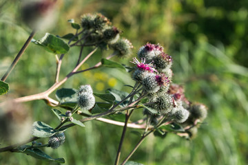 purple flowers with spines