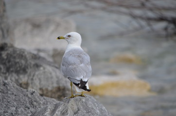 seagull