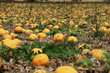 Kürbisse vor der Ernte