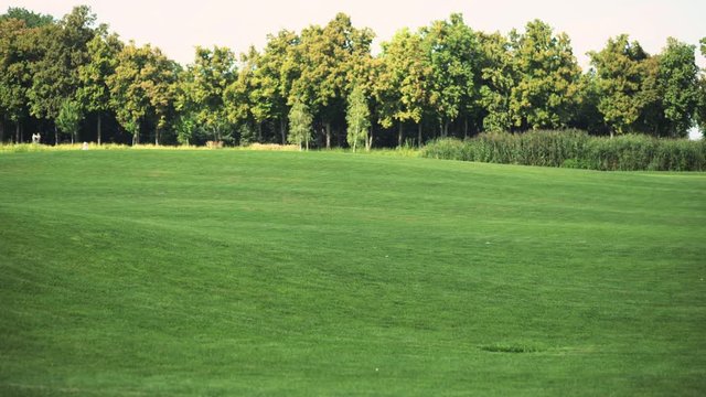 Golf course with a green lawn and trees on a summer sunny day