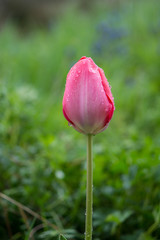 Fototapeta premium rote Tulpe nach Regen