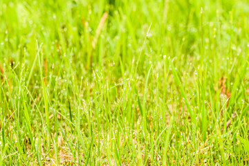 Green grass with frozen dew on its tips on blurred background of another herb