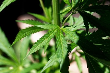 Leaves of a Cannabis sativa plant.