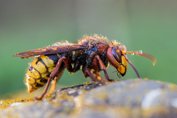 Hornisse nach Regen