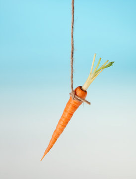 Carrot bait on a string