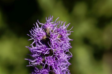 Prairie blazing star (Liatris pycnostachya)