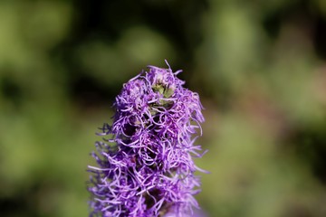 Prairie blazing star (Liatris pycnostachya)