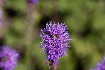 Prairie blazing star (Liatris pycnostachya)