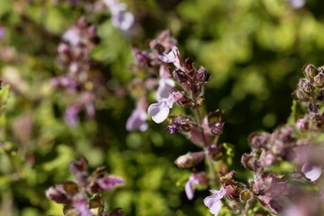 Wall germander (Teucrium chamaedrys)