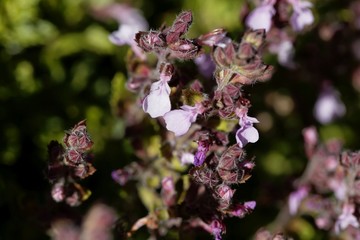 Wall germander (Teucrium chamaedrys)