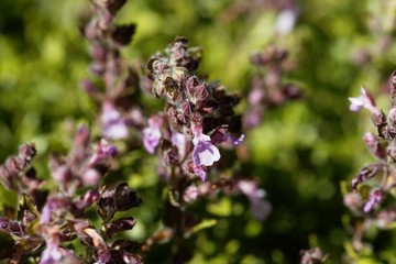 Wall germander (Teucrium chamaedrys)