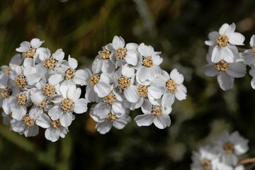 Flowers of simple leaved milfoil (Achillea moschata)