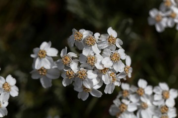 Flowers of simple leaved milfoil (Achillea moschata)