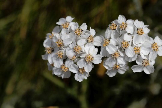 Flowers of simple leaved milfoil (Achillea moschata)