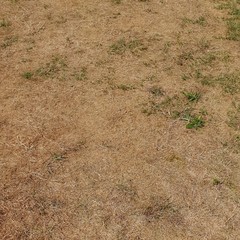 Dürre, Wassermangel - Rasen