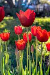Closeup view of beautiful red tulips; selective focus