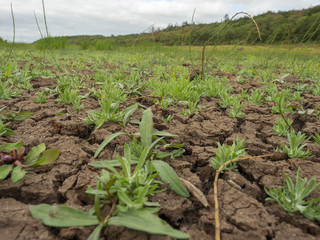 Plants growing on a dry soil after drought. Close up. 