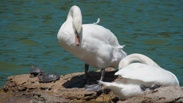 Swans are cleaned. White swans clean their feathers.