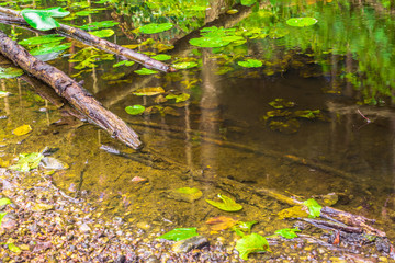 swamp, braslav