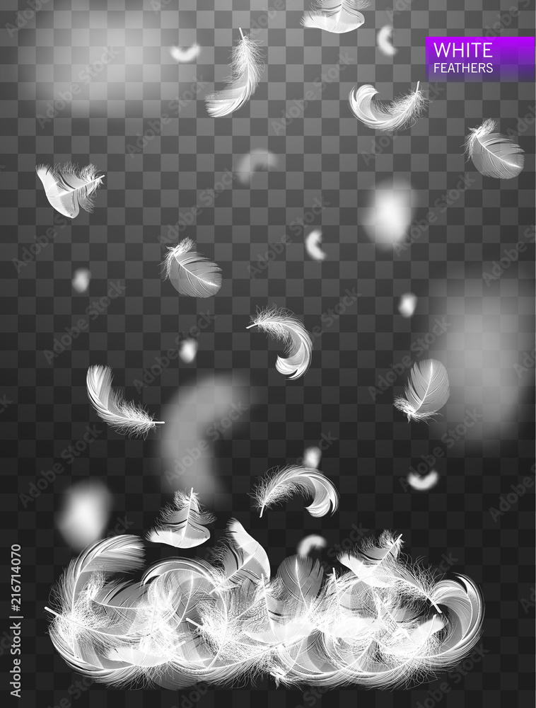 Wall mural falling twirled realistic feathers isolated on a transparent background. easy style, can be used in 