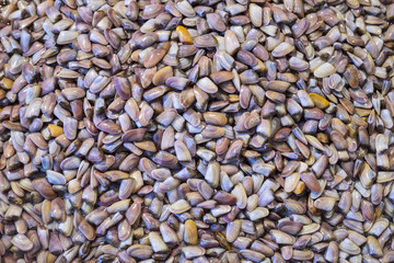 little shells background