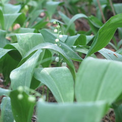 Early lily of the valley