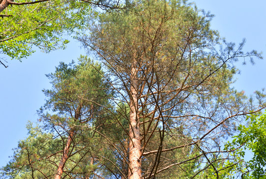 Pine tree at summer.