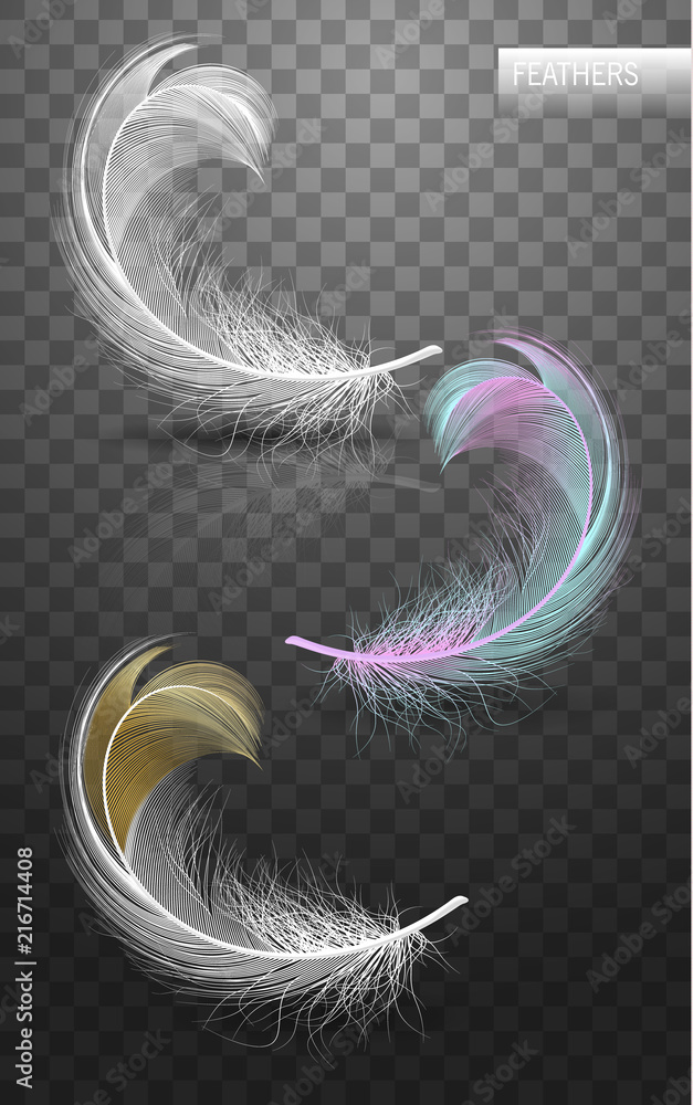 Wall mural isolated falling fluffy twirled feathers on transparent background in realistic style. vector illust