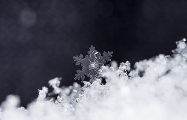 natural snowflakes on snow