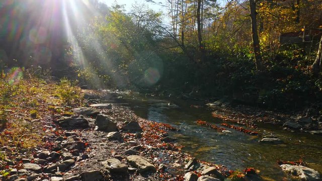 The river in autumn forest and the sun shining through the foliage.