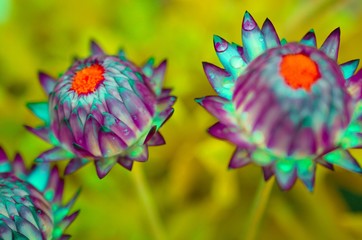 Strohblumen Abstrakt