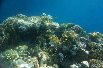 coral fish
