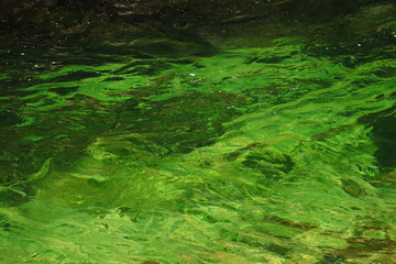 grünes Wasser