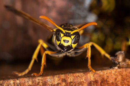Potrait of a field wasp